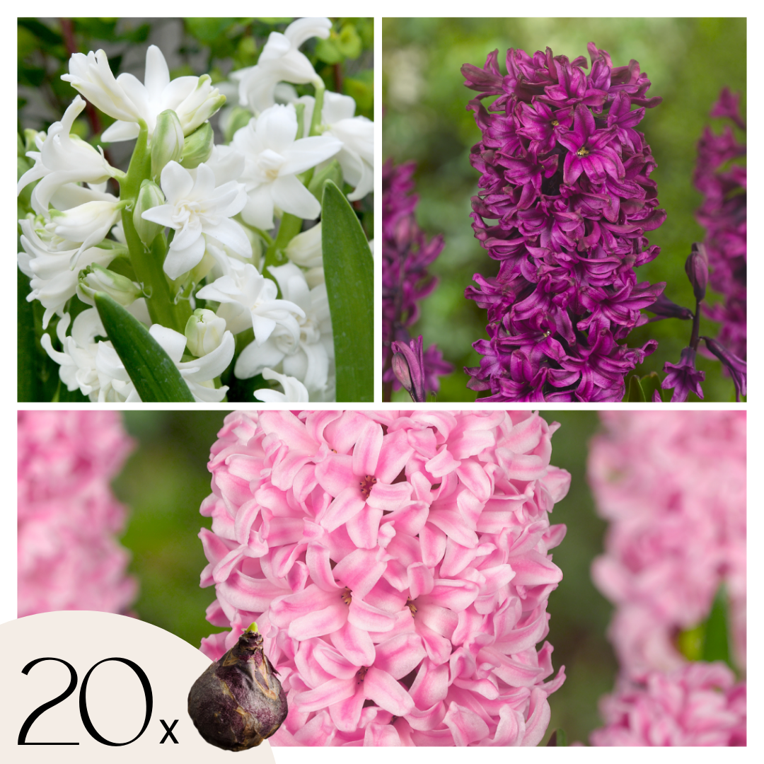 Jacinto - 20 Pzs - Hyacinthus - Bulbos De Flores