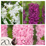 Jacinto - 20 Pzs - Hyacinthus - Bulbos De Flores