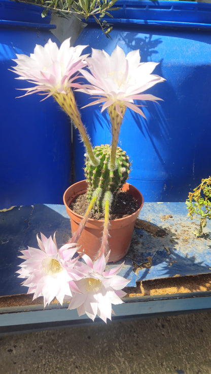 Cactus Echinopsis Oxygona (cactus Erizo Americano). Maceta Grande (17cm.)._0