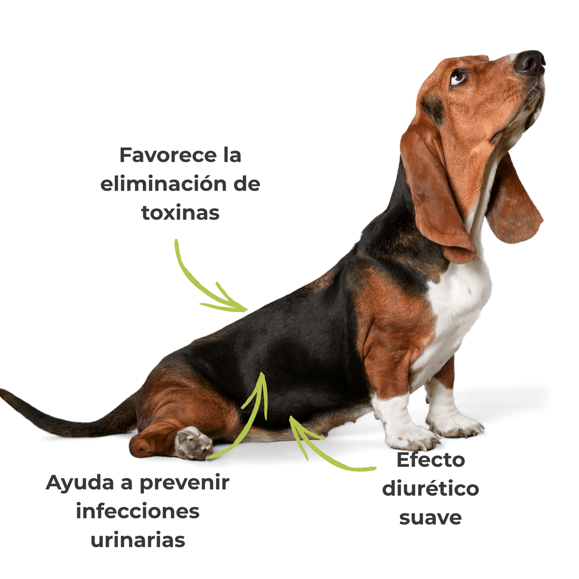 Suplemento natural para el bienestar urinario de perros y gatos – ECO 100 g_3