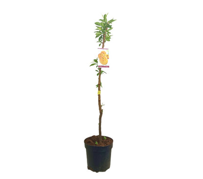Melocotonero Baby Gold M25 100-130cm_0