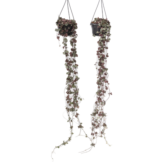 Rosario De Corazones - 2 Pzs - Ceropegia Linearis Woodii - A20-30cm - ⌀14cm_0