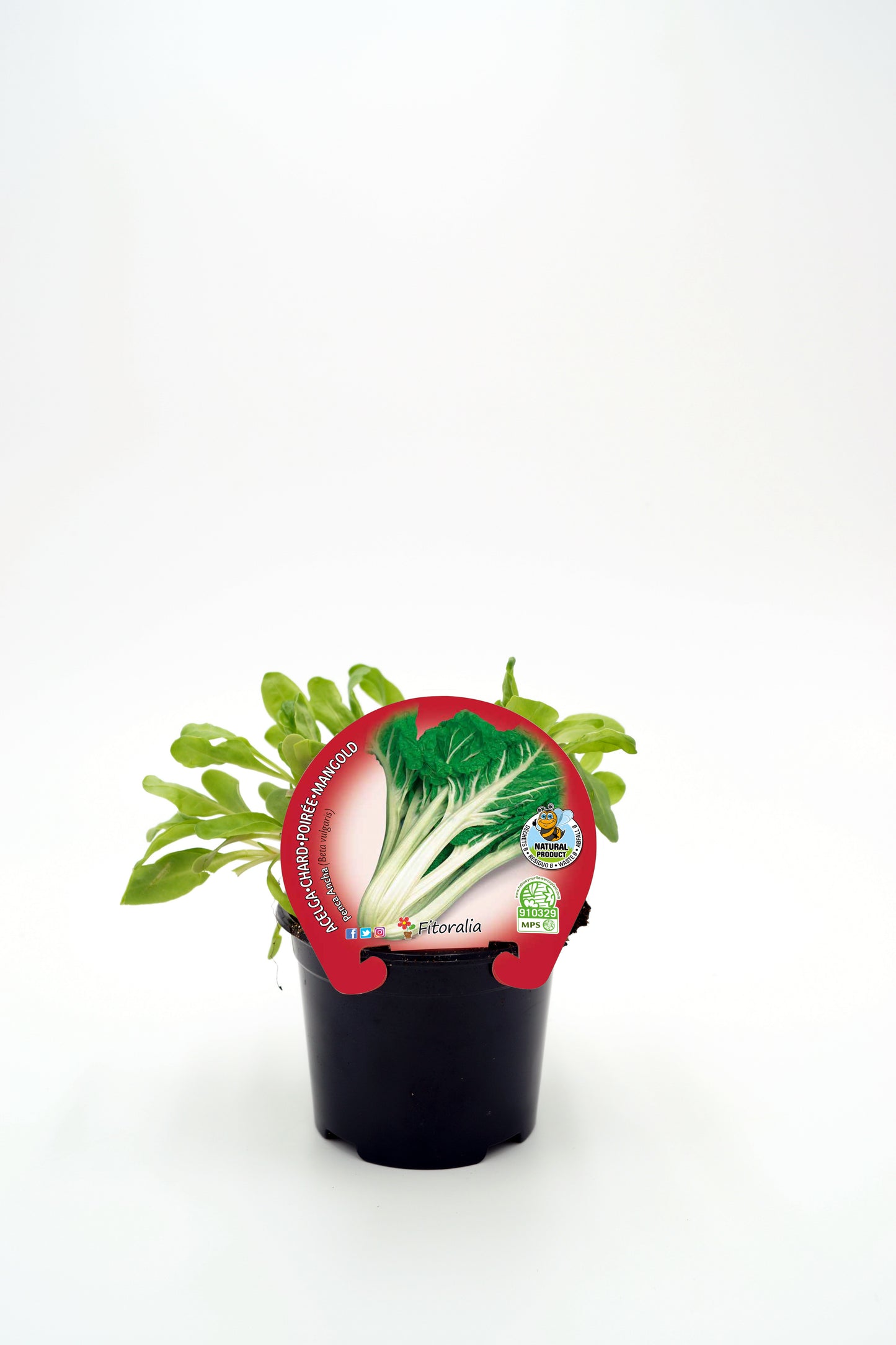 Plantón Acelga Verde Penca Ancha En Maceta 10,5 Cm. Natural - Fitoralia