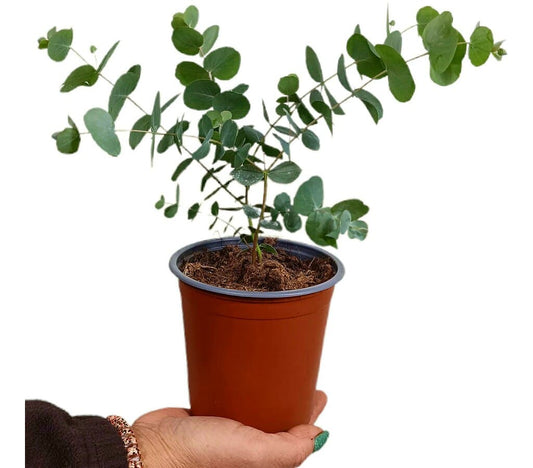 Eucalyptus Cinerea M13_0