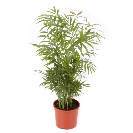 Chamaedorea Planta De Interior De Bajo Mantenimiento Maceta 12cm_0