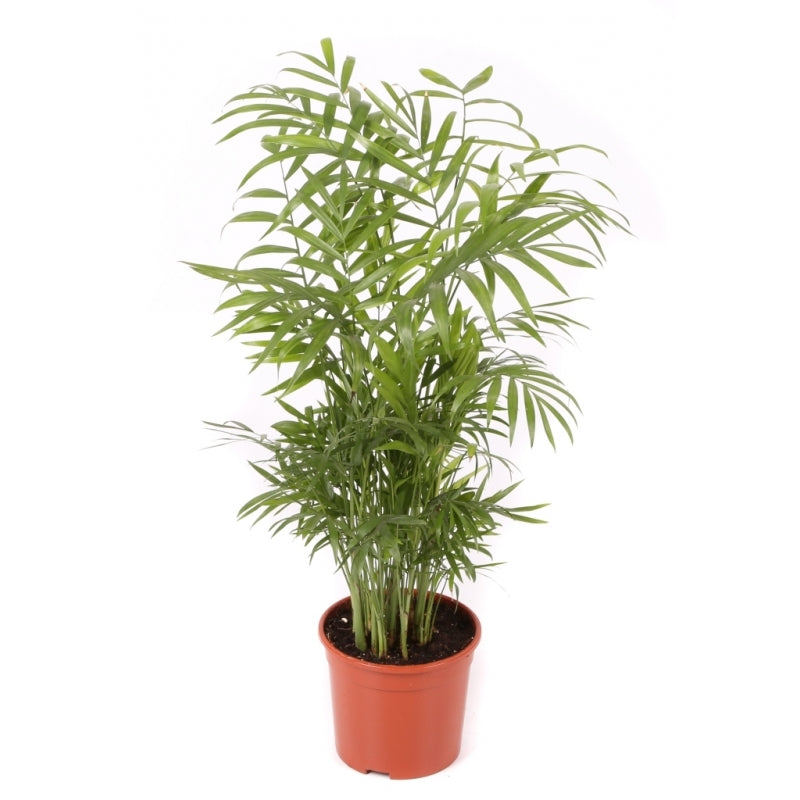 Chamaedorea Planta De Interior De Bajo Mantenimiento Maceta 12cm_0