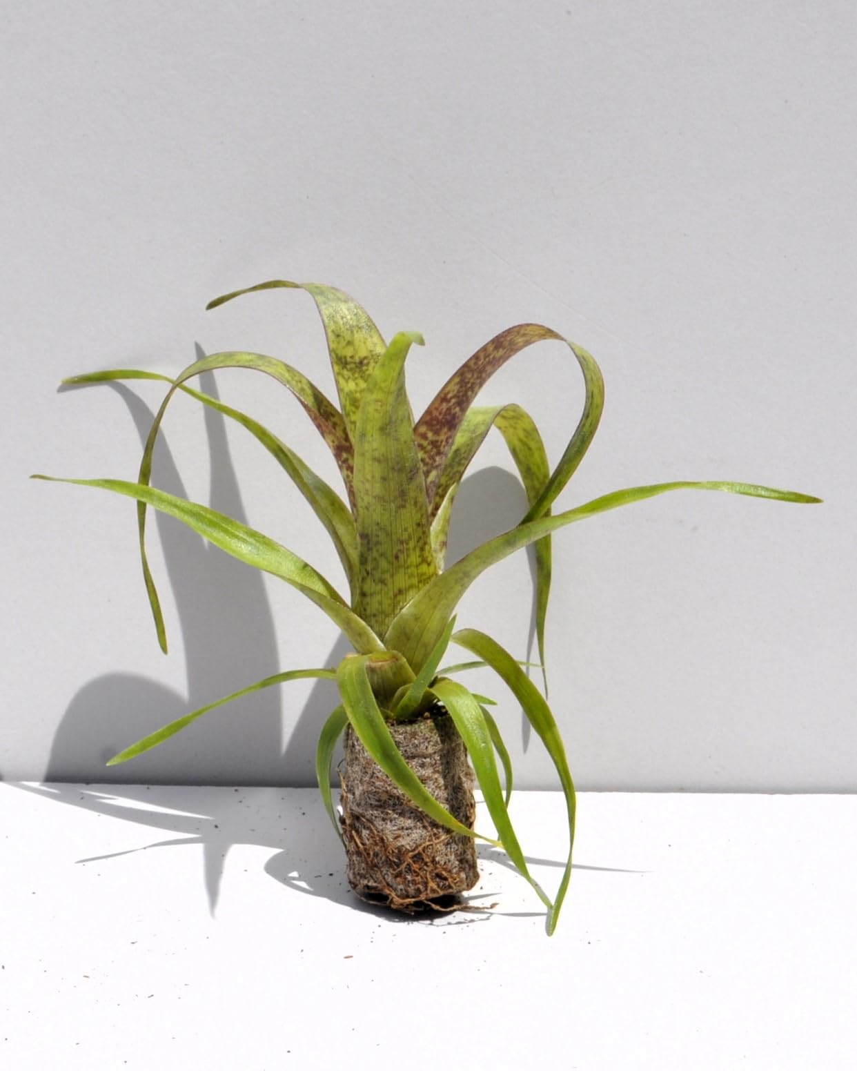 Vriesea 'Red Chestnut' [mini]; bromelia, castaño rojo; Curiosarium; altura 10-15 cm, diámetro 12 cm, sin sustrato_3