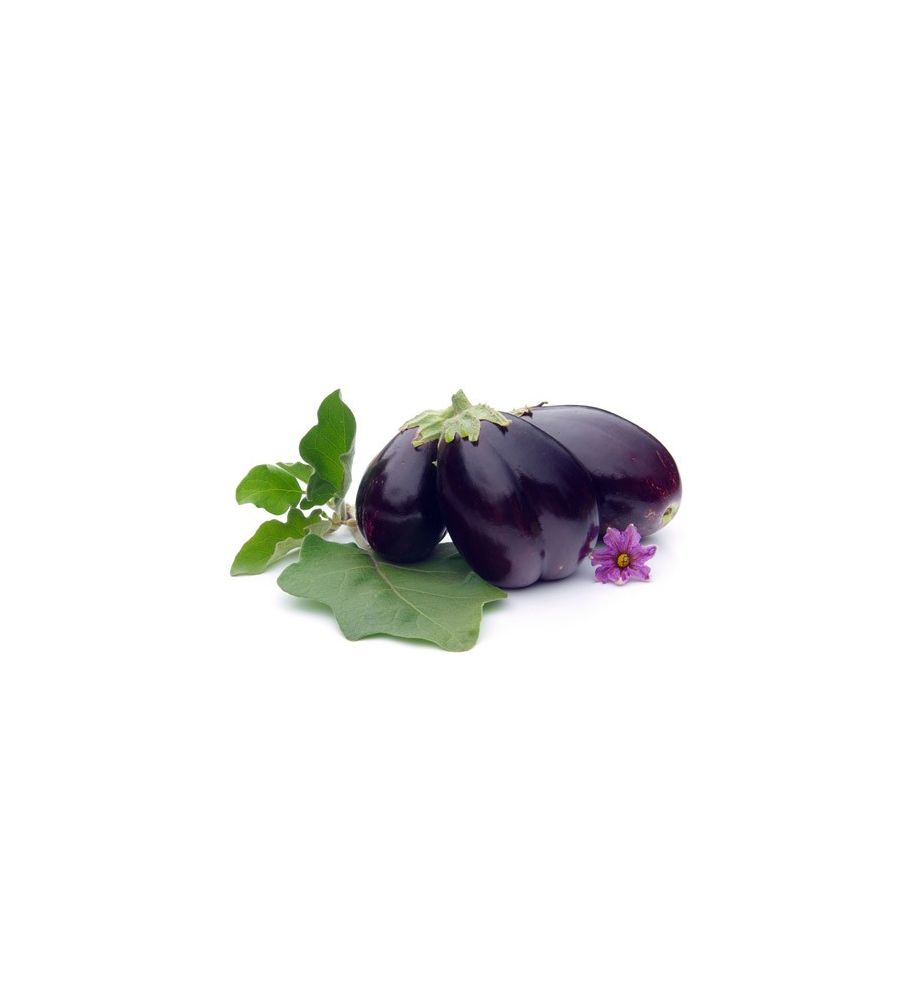 Plantón Berenjena Negra Redonda (10 Unidades)_0