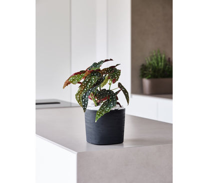 Teraplast Macetero De Plástico Reciclado Cuadrado Capri Negro 24cm