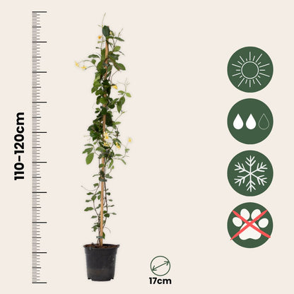 Jazmín Estrellado - 2 Pzs - Trachelospermum Jasminoides - A110-120cm - ⌀17cm_2