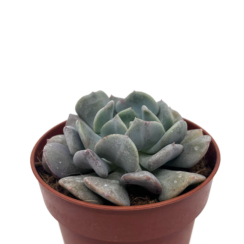 Echeveria Cubic Frost Cactus Y Suculentas M8,5 cm Ø_0