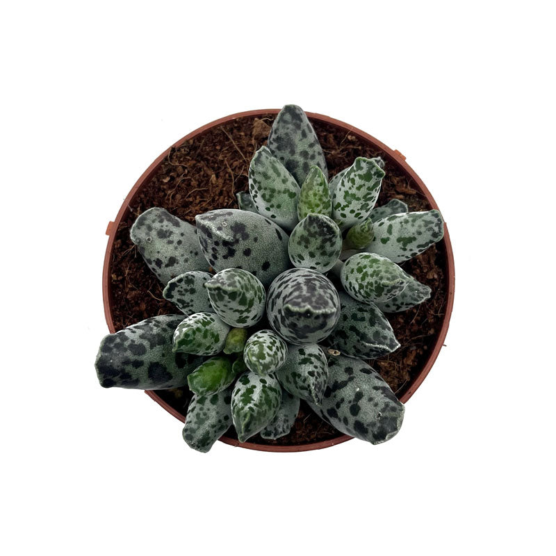 Adromischus Cooperi Var. Festivus Cactus Y Suculentas M8,5 cm Ø_1