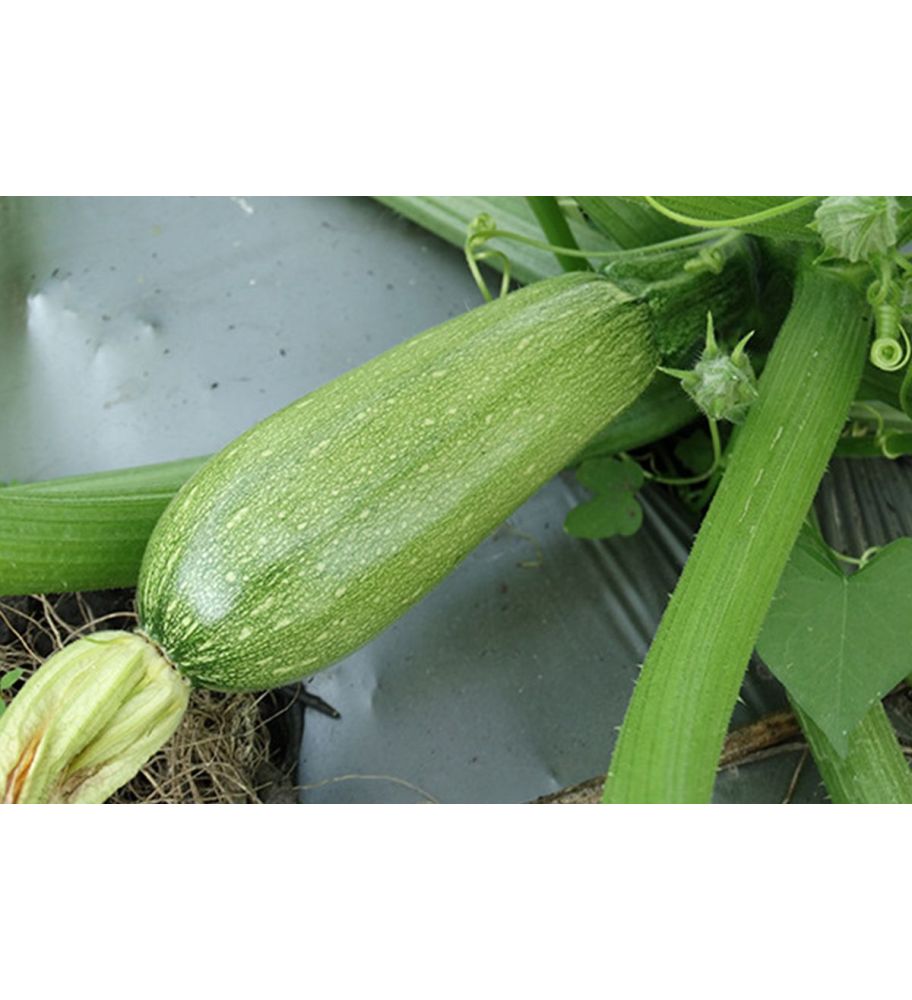 Plantón Calabacín Blanco (10 Unidades)_0