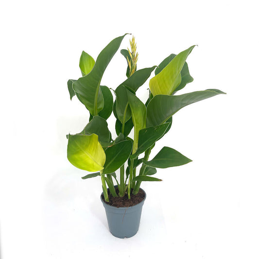 Canna Indica M17 60cm_0