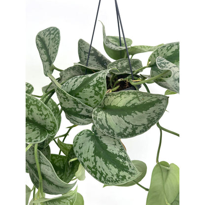Scindapsus Pictus Colgante M15 35cm_1