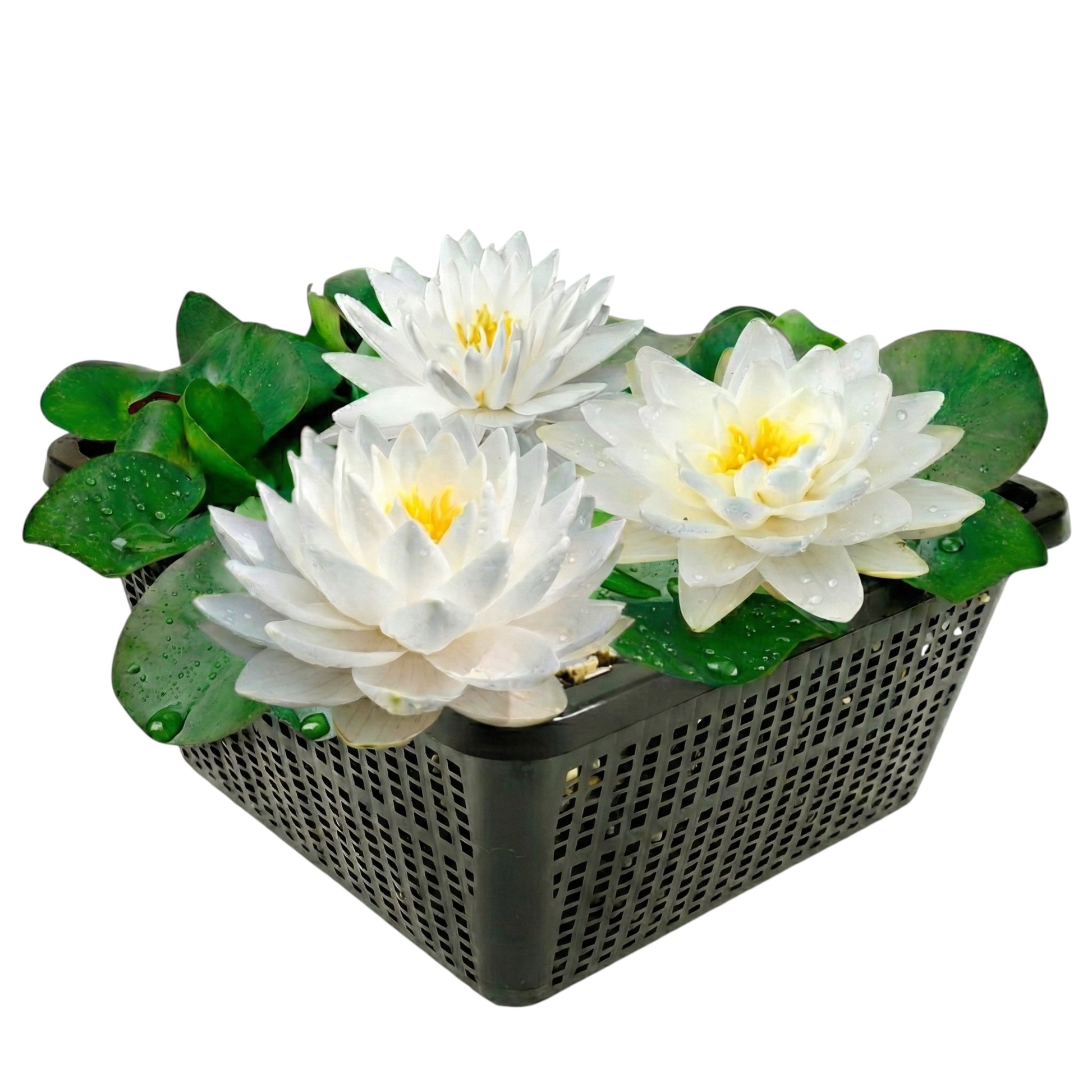 Nymphaea Bambi Nenúfar Estanque - Floración - Resistente - Con Cesta_0