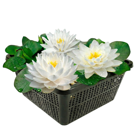 Nymphaea Bambi Nenúfar Estanque - Floración - Resistente - Con Cesta_0