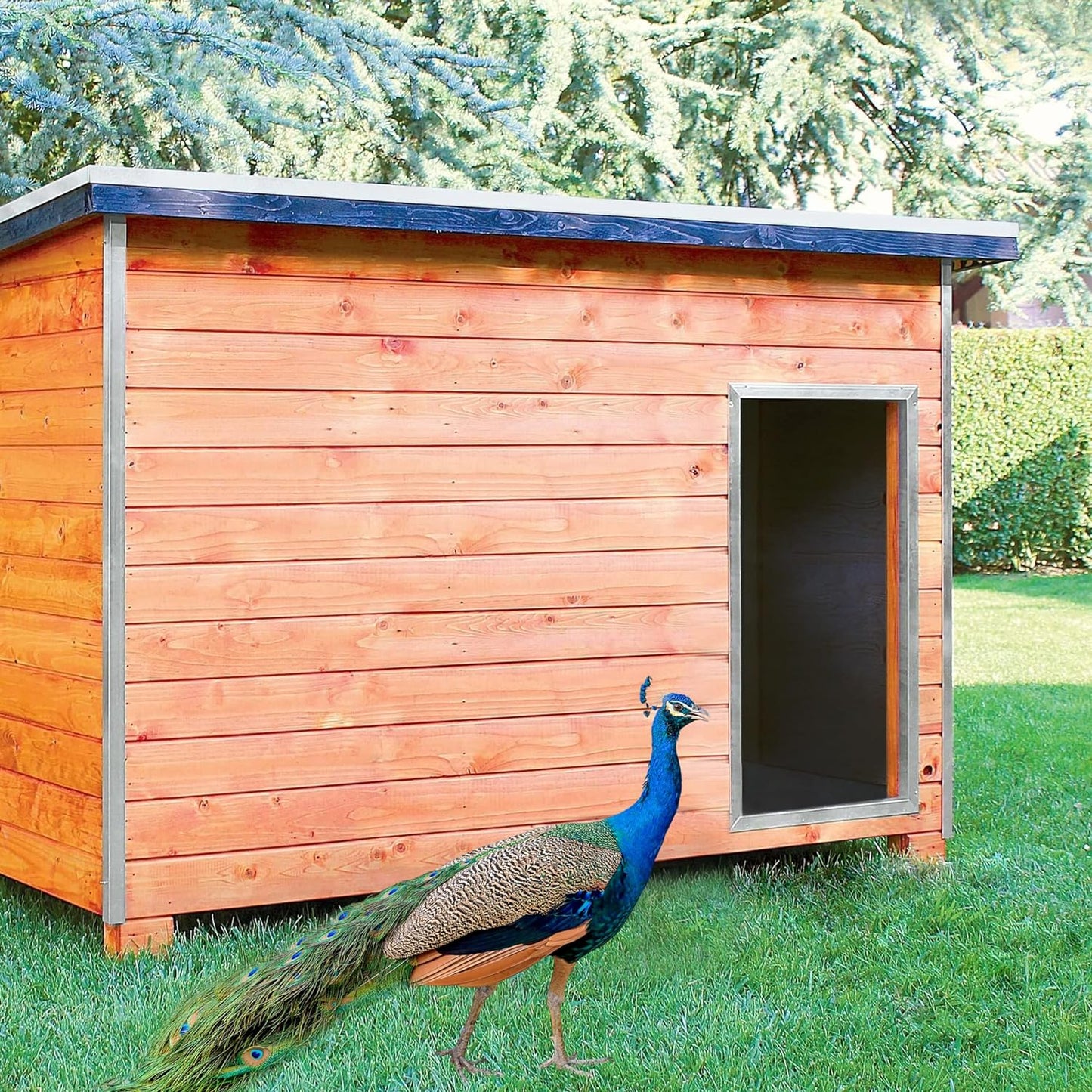 Gallinero Para Pavos Y Otras Grandes Aves - Caseta Para Animales - Refugio Para Cabras Y Ovejas_1