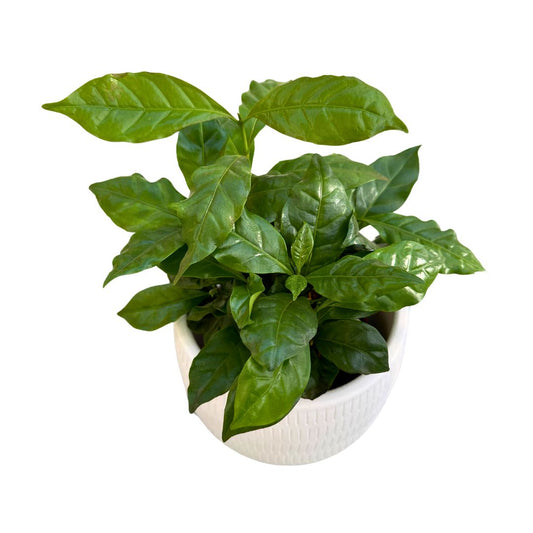 Planta Del Café Arábica En Maceta Un Trocito De Un Cafetál En Tu Hogar_0
