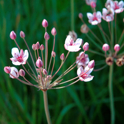 Junco Floreciente Butomus Umbellatus Estanque - Set 4 Plantas Con Cesta Sustrato_1