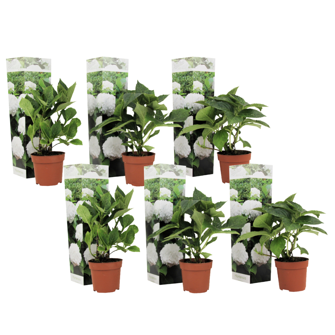 Hortensia - 6 Pzs - Hydrangea Macrophylla 'wudu' - Altura 25-40cm - ⌀9cm_0