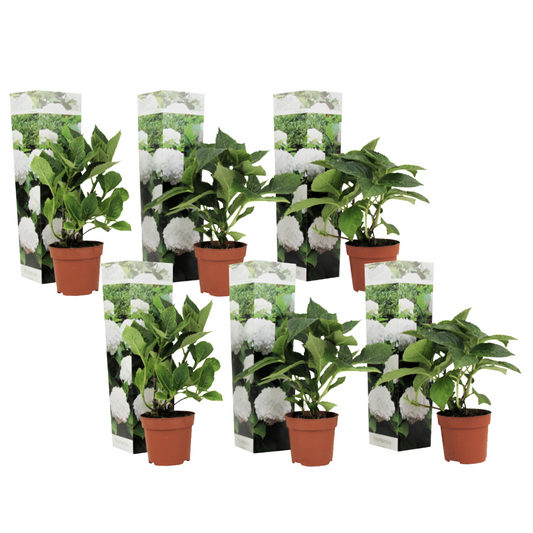 Hortensia - 6 Pzs - Hydrangea Macrophylla 'wudu' - Altura 25-40cm - ⌀9cm_0