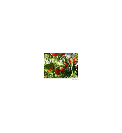 Plantón Tomate Cherry (10 Unidades)_2