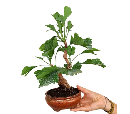 Bonsái Ginkgo Biloba 7 Años
