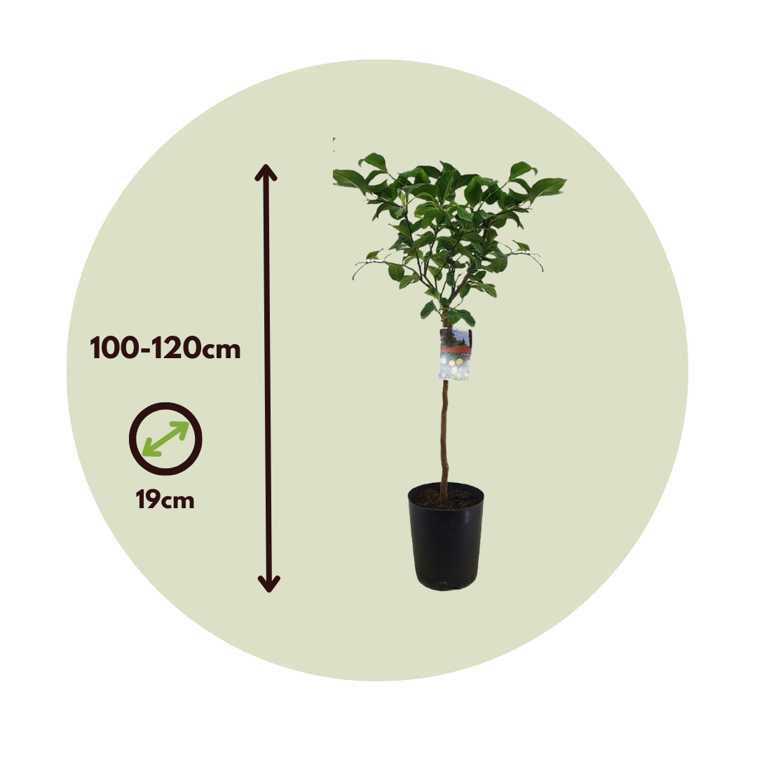Árbol De Limón - 2 Pzs - Citrus Limon - Altura 100-120cm - ⌀19cm_2