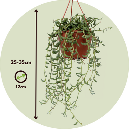 Collar De Perlas - Set De 3 - Senecio - Ø 12cm_2
