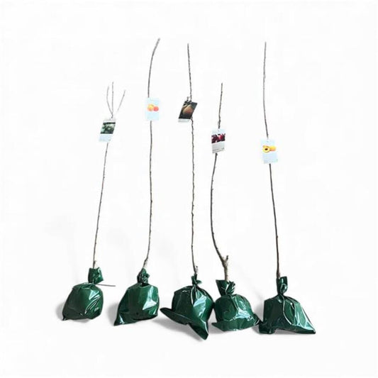 Platerina Cepellon_0