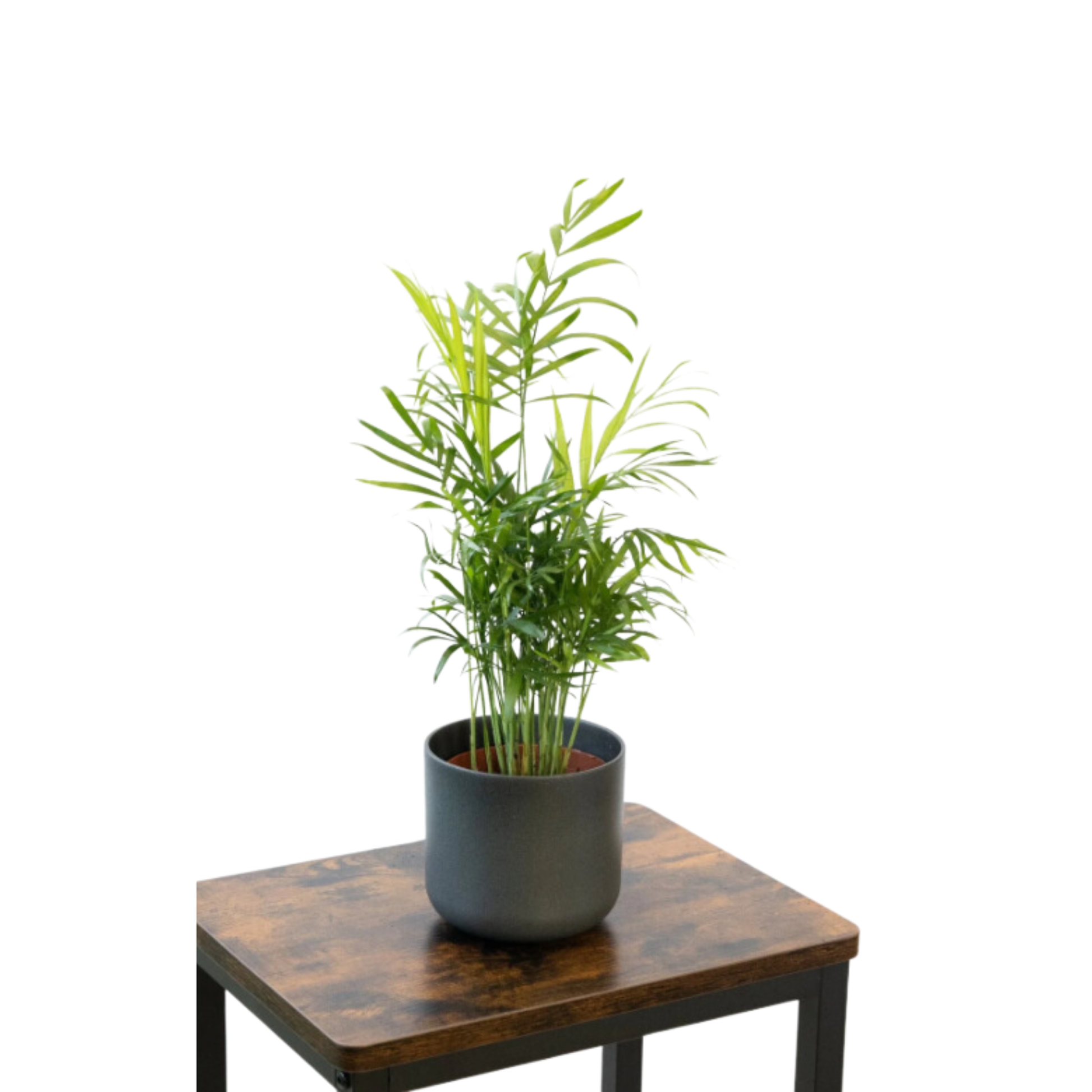 Pack 3 Plantas Naturales  -filtro Natural De Aire : Croton + Dieffenbachia Camillia + Palmera Areca Ø12 Cm Alto 30-40 Cm_3