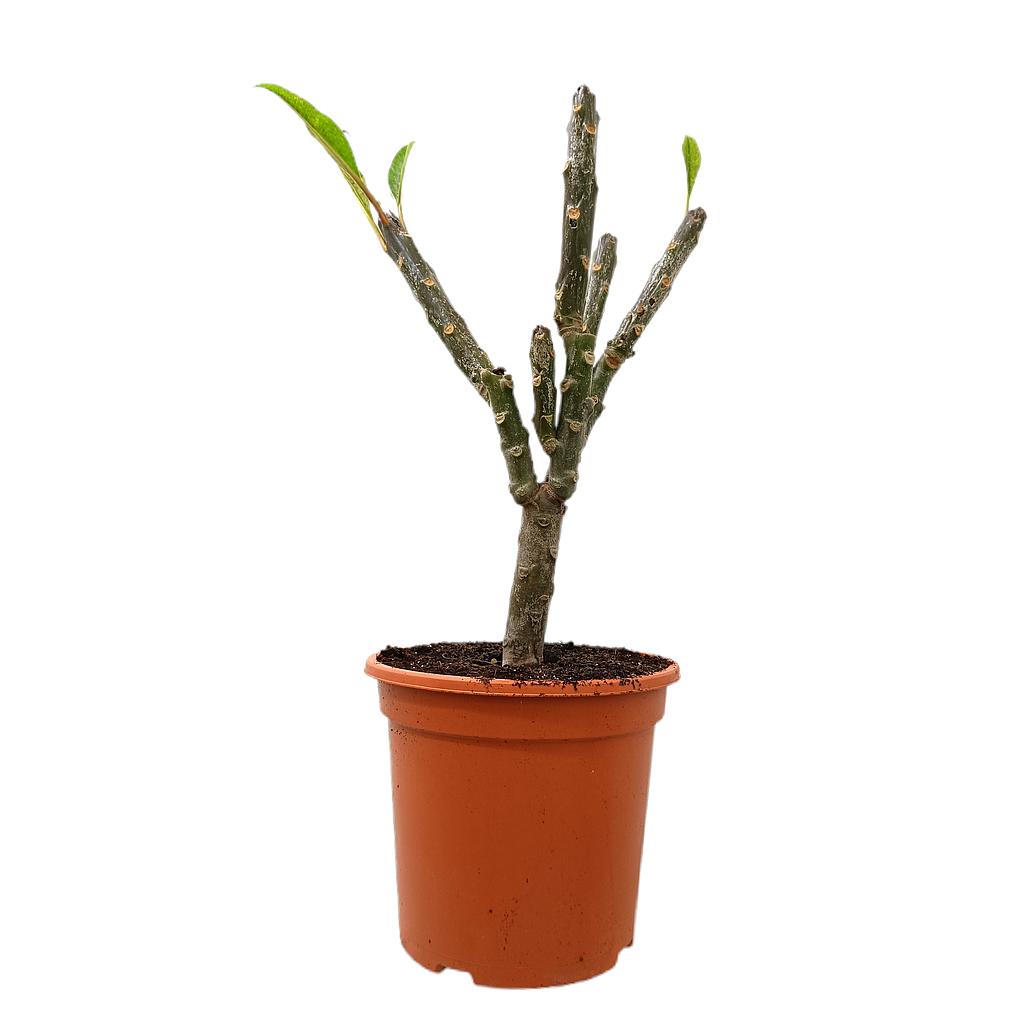 Plumeria Rubra M24 50cm