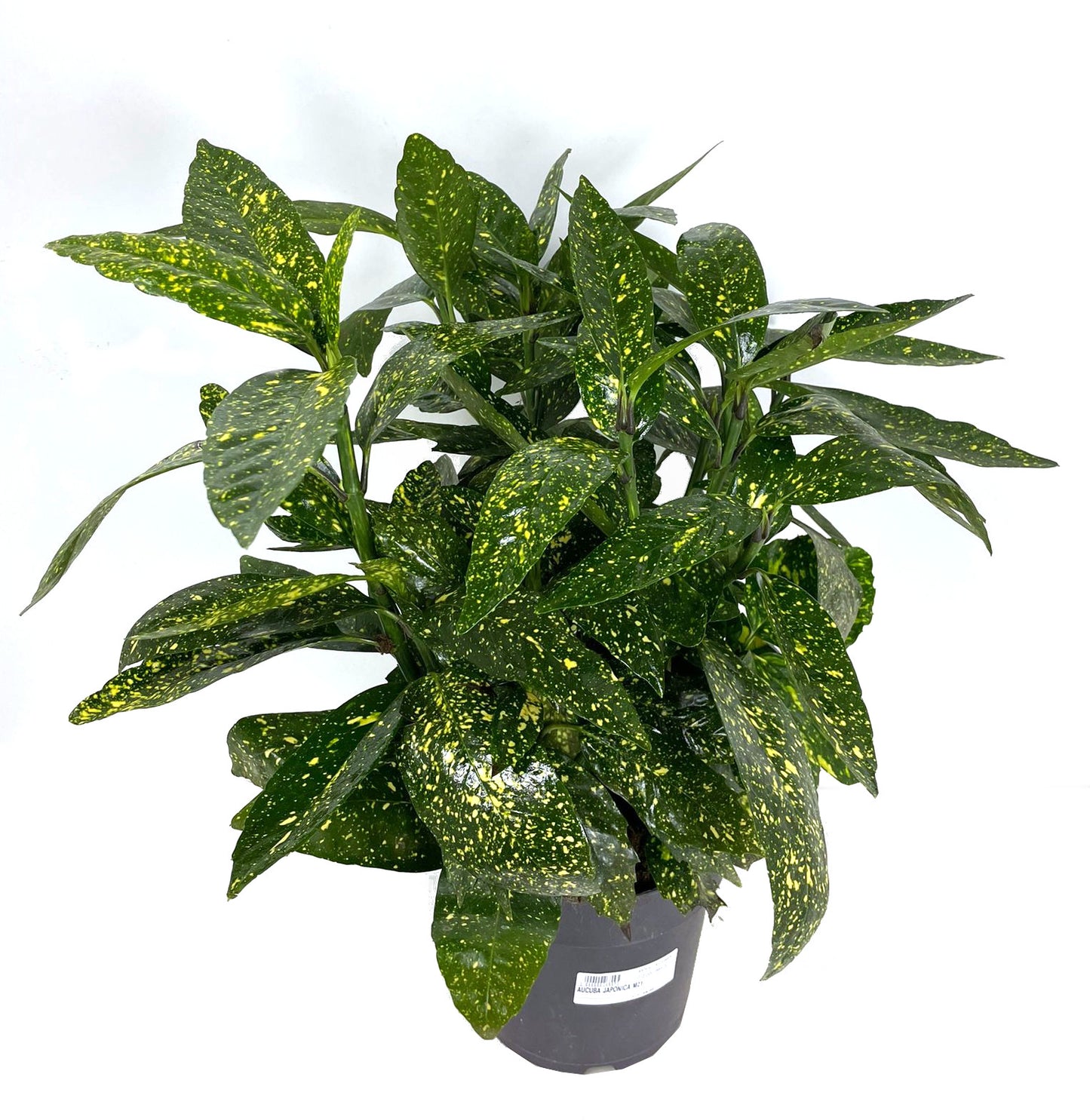 Aucuba Japonica M21 45cm_1