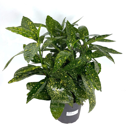 Aucuba Japonica M21 45cm_1