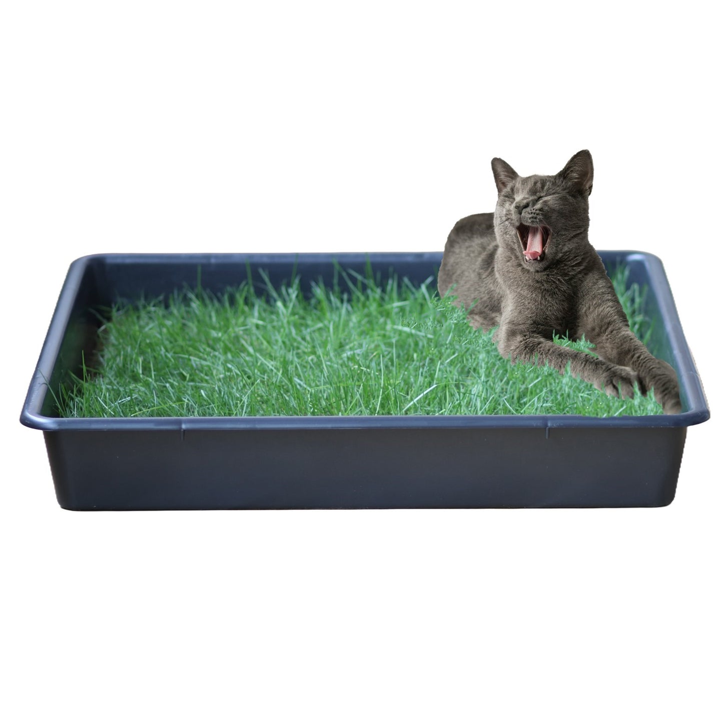 Petground, Arenero Para Gatos, Cama De Césped Natural, Hierba Gatera, Alfombra Olfativa Xxl Xxl: 80 X 80 Cm_0