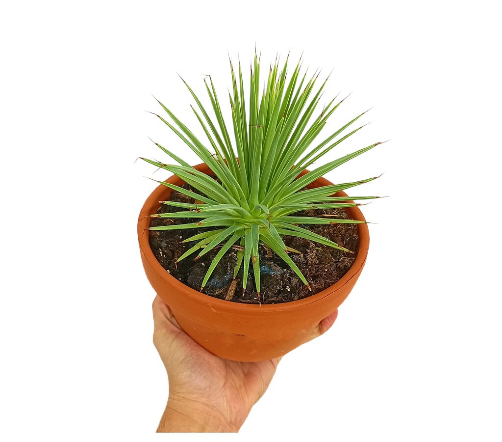 Agave Stricta Nana M17_2