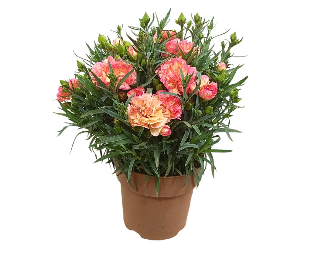 Clavel Carnelia M17 30cm_0