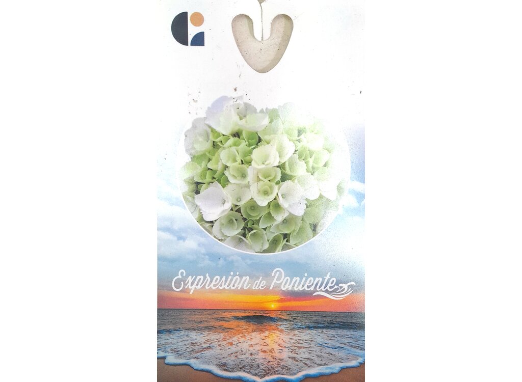 Hortensia J M17 50cm_3