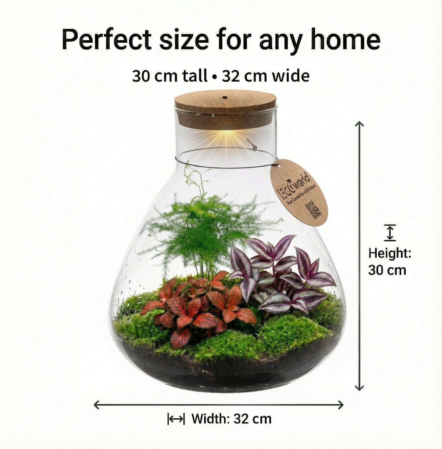 Terrario De Plantas Ø30 Cm - Ecosistema - Cristal - Diy_5