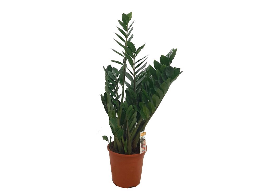 Zamioculca Zamiifolia M24 115cm_0