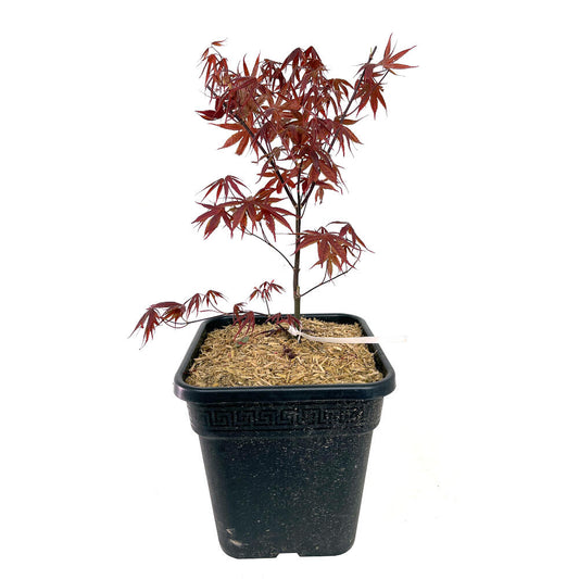 Acer Palmatum Atropurpureum 11lt 50cm_0