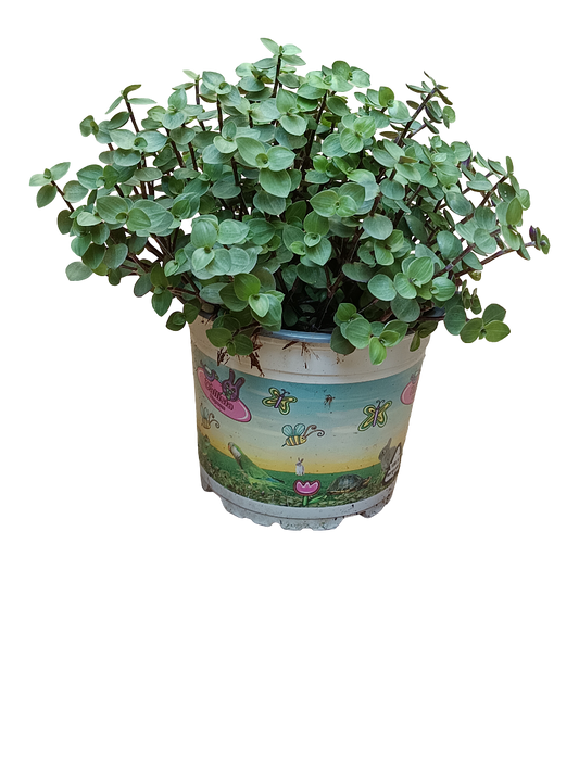Tradescantia Minima Ø12 Planta Colgante De Interior_0
