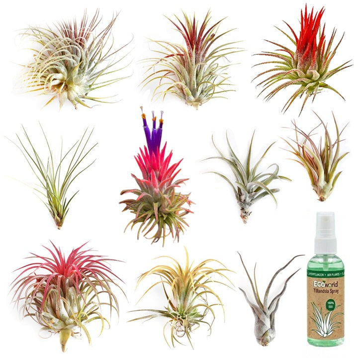 Tillandsia - 10 Unidades - Plantas De Aire - Con Spray_0