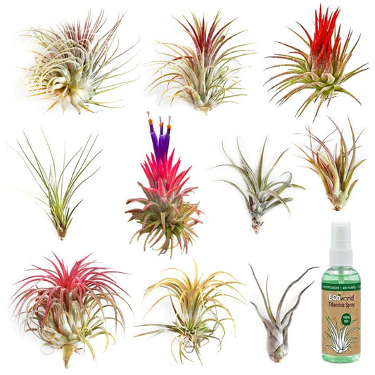 Tillandsia - 10 Unidades - Plantas De Aire - Con Spray_0