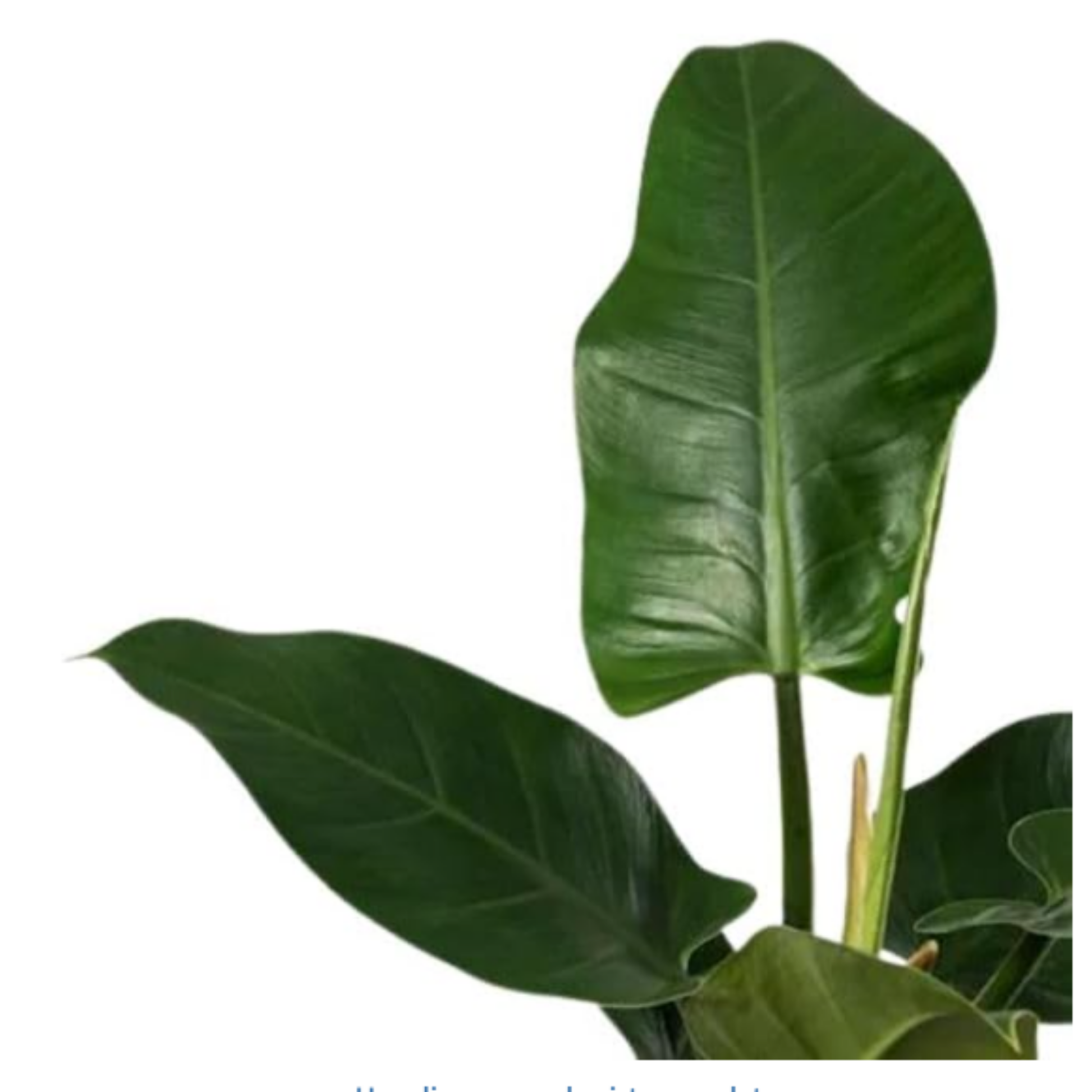 Planta Natural Ficus Robusta Para Interior O Exterior En Maceta Ø13 Cm Altura 45 Cm _1