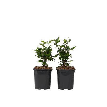 Rosa De Siria Azul - 2 Pzs - Hibiscus 'woodbridge' - Altura 25-40cm - ⌀17cm_0