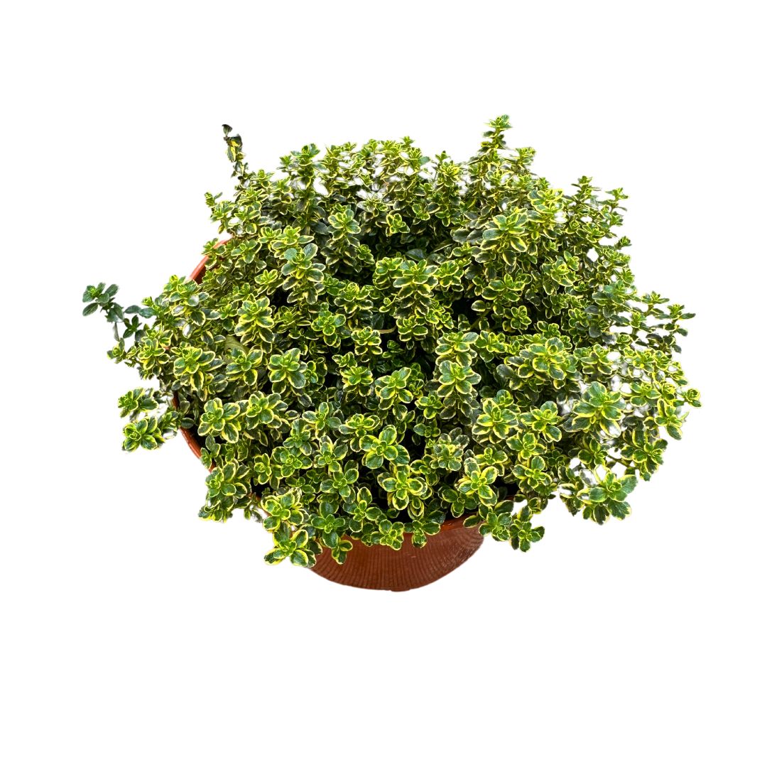 Tomillo Limón Planta Aromática Y Medicinal (thymus Citriodorus) Maceta 17cm_0