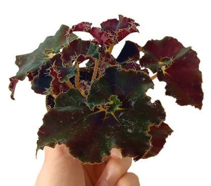 Begonia Rex Dark Mambo M6_0
