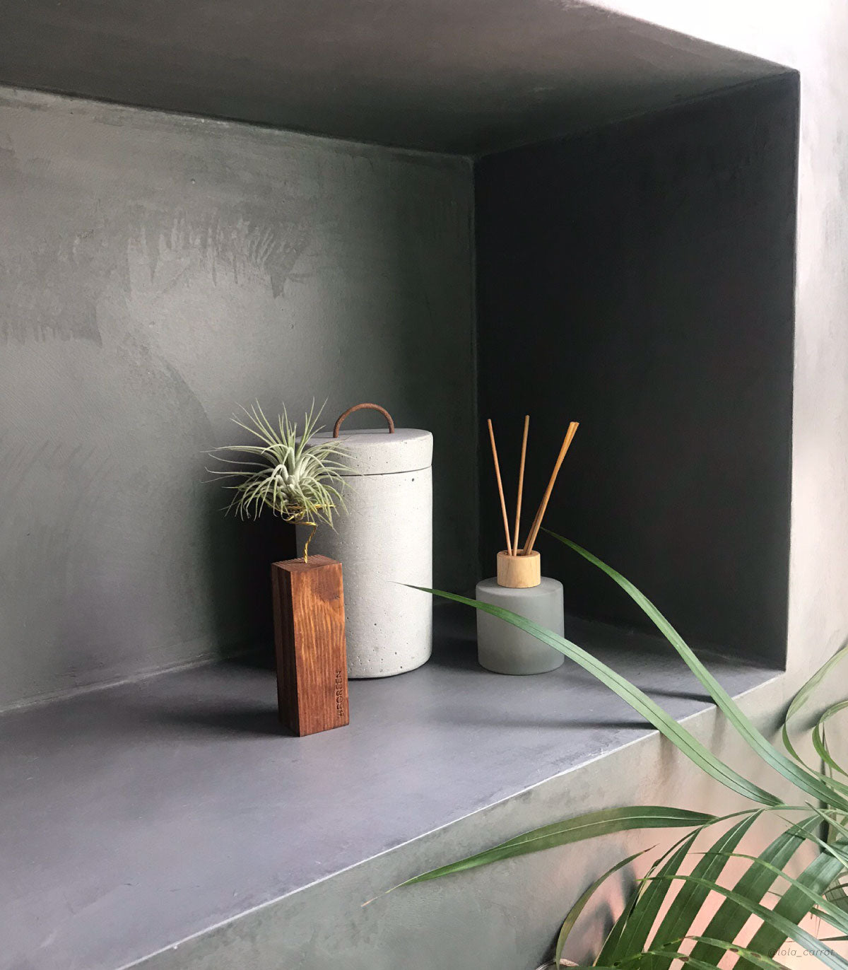 Planta De Aire Tillandsia Scaposa Con Listón De Madera 10cm_1